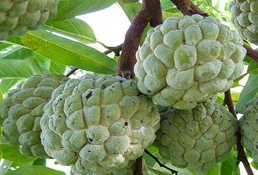 Custard Apple - Pieces