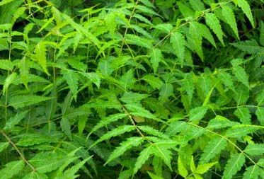 Neem Leaf