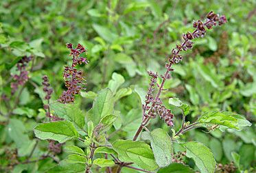 tulsi